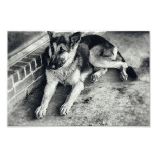 Tysk Shepherd Breed Working Hund Retro Fototryck