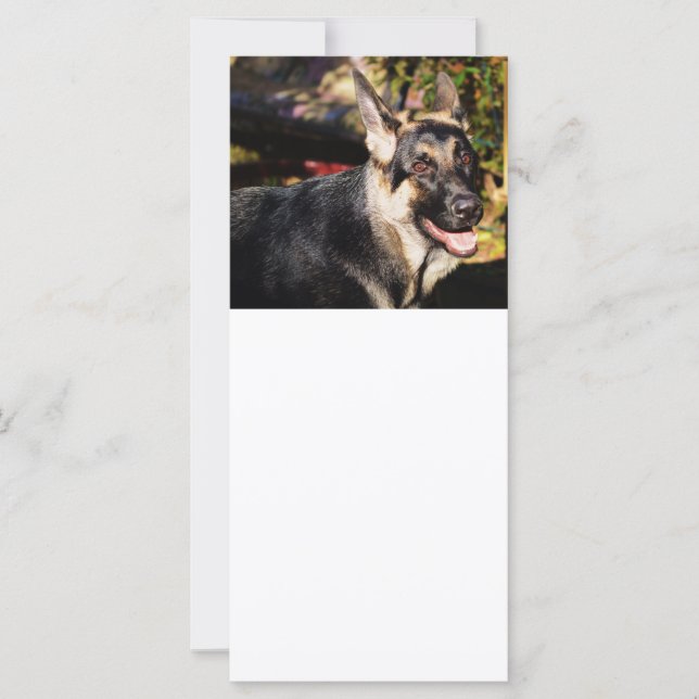 Tysk Shepherd by Shirley Taylor (Framsida)