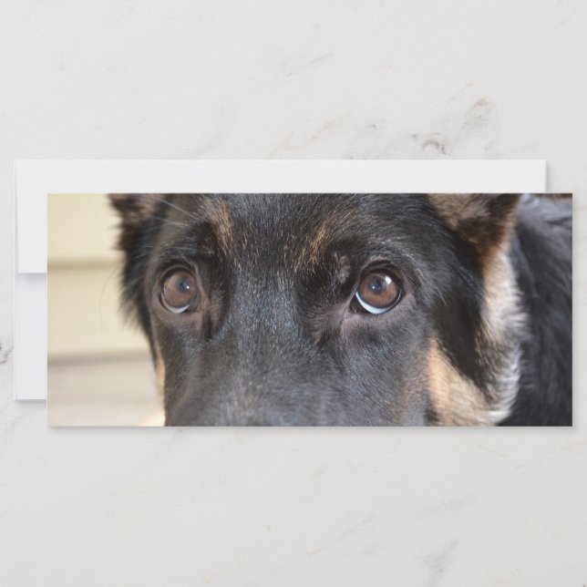 Tysk Shepherd by Shirley Taylor (Framsida)