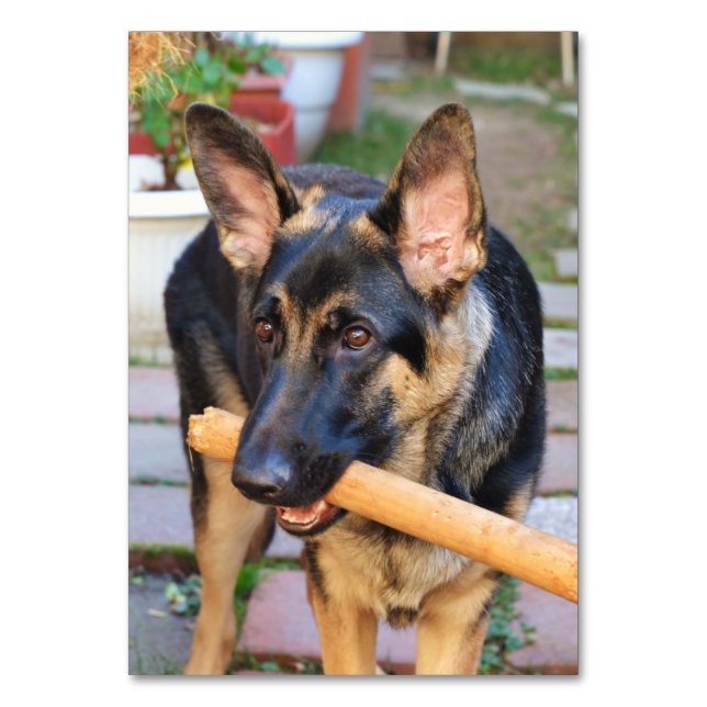Tysk Shepherd by Shirley Taylor Bordsnummer (Framsidan)