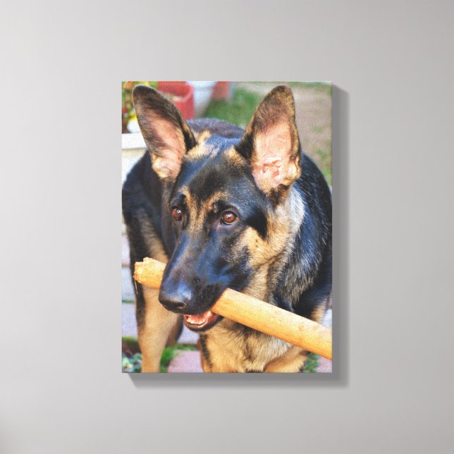 Tysk Shepherd by Shirley Taylor Canvastryck (Framsida)