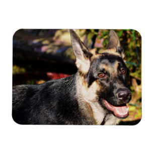 Tysk Shepherd by Shirley Taylor Magnet