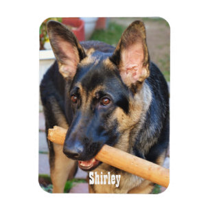 Tysk Shepherd by Shirley Taylor Magnet