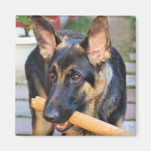 Tysk Shepherd by Shirley Taylor Magnet