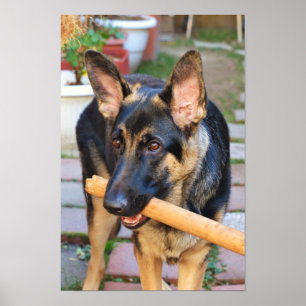 Tysk Shepherd by Shirley Taylor Poster