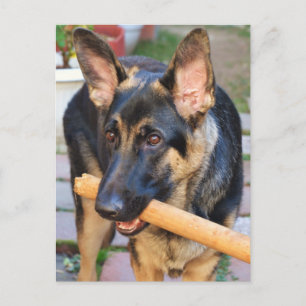 Tysk Shepherd by Shirley Taylor Vykort
