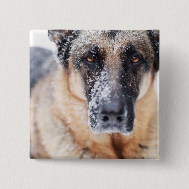 Tysk shepherd Closeup i Snö Knapp (Framsida)