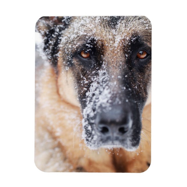 Tysk shepherd Closeup i Snö Magnet (Vertikal)