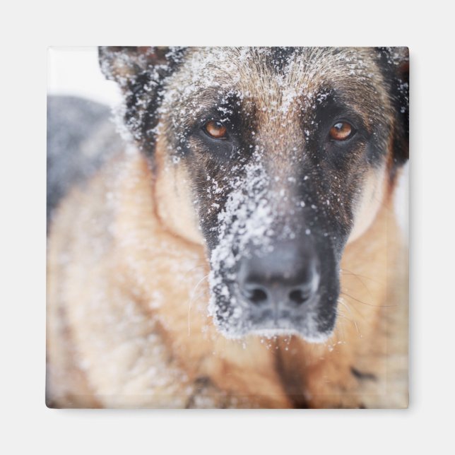 Tysk shepherd Closeup i Snö Magnet (Framsidan)