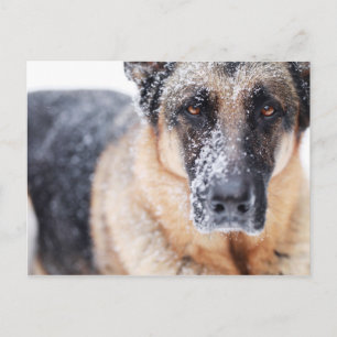 Tysk shepherd Closeup i Snö Vykort