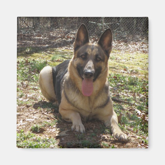 Tysk Shepherd Hund Bild Magnet (Framsidan)