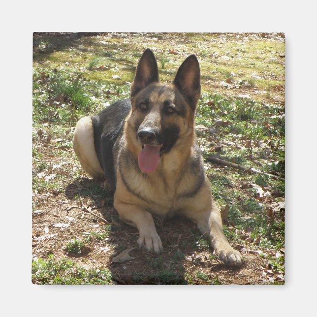 Tysk Shepherd Hund Bild Magnet (Framsidan)