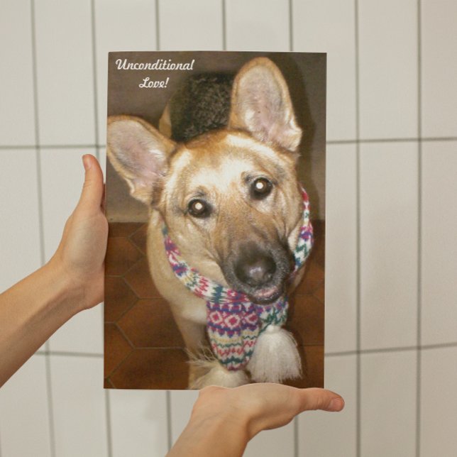 Tysk Shepherd Hund Black & Tan Ovillkorligt Kärlek Fototryck (German Shepherd Dog Unconditional Love Photo Print)