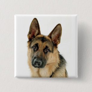 Tysk Shepherd Hund Button Pin Knapp