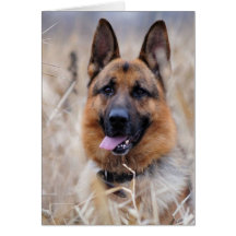 Tysk Shepherd Hund
