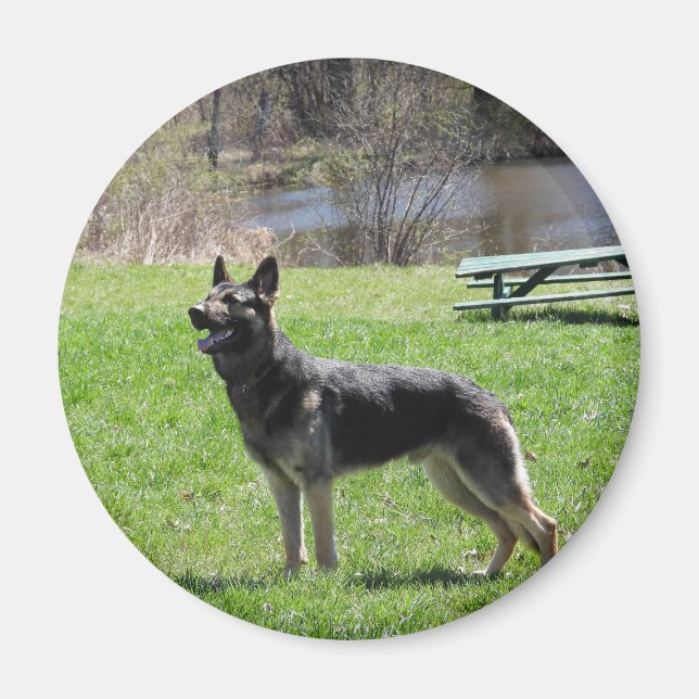 Tysk Shepherd hund Magnet (Framsidan)