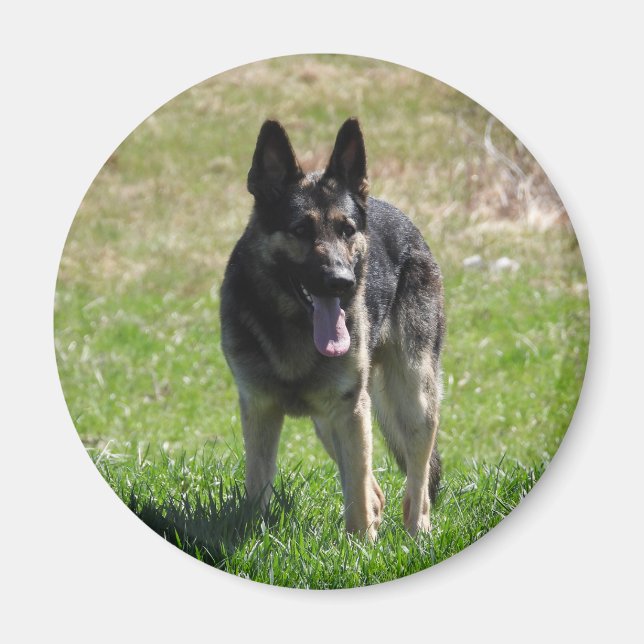 Tysk Shepherd hund Magnet (Framsidan)