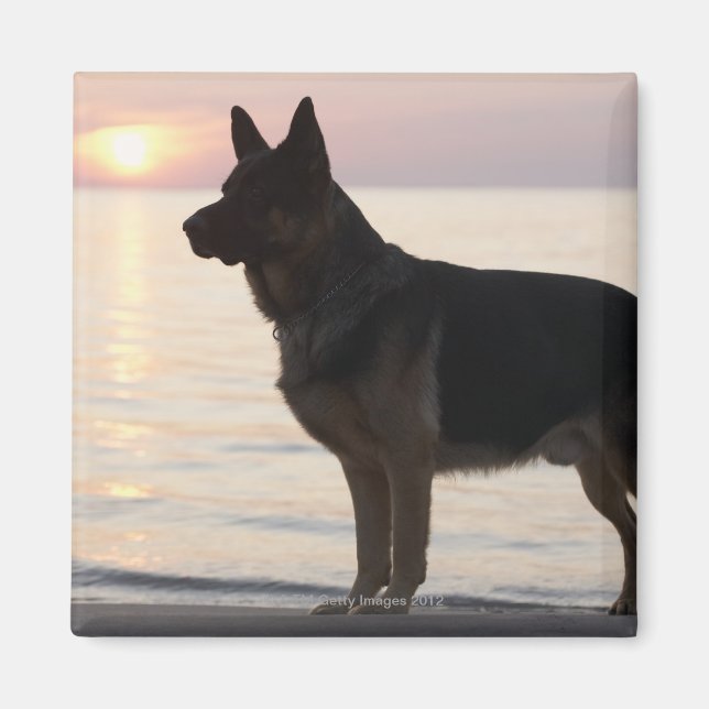 Tysk Shepherd hund på Georgian Bay, Ontario Magnet (Framsidan)