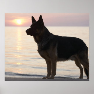 Tysk Shepherd hund på Georgian Bay, Ontario Poster