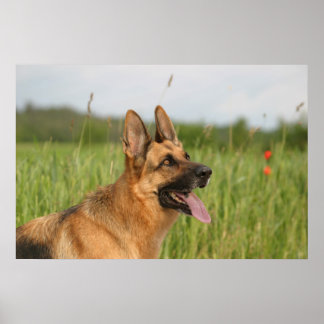 Tysk Shepherd Hund poster utskrift