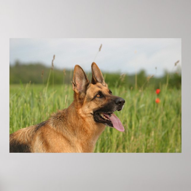 Tysk Shepherd Hund poster utskrift (Framsidan)