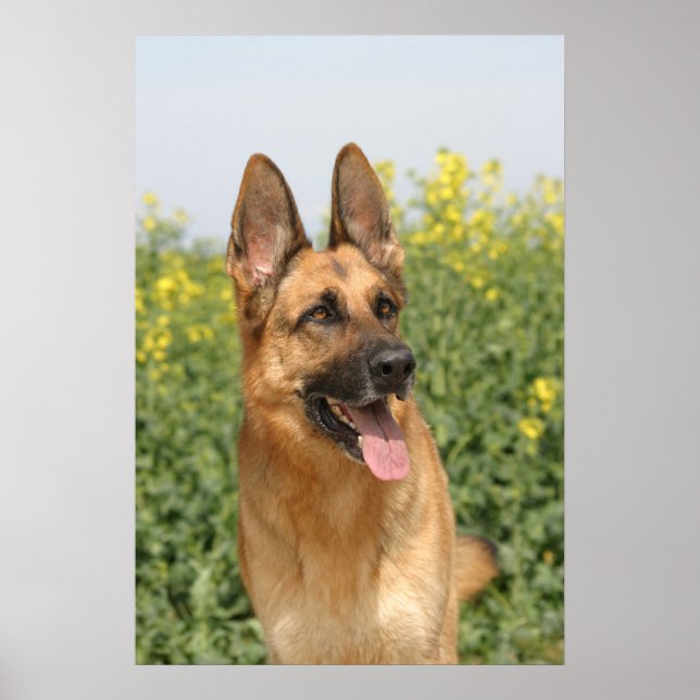 Tysk Shepherd Hund poster utskrift (Framsidan)