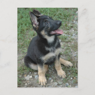 Tysk Shepherd Hund Puppy Vykort