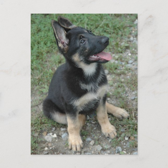 Tysk Shepherd Hund Puppy Vykort (Framsida)