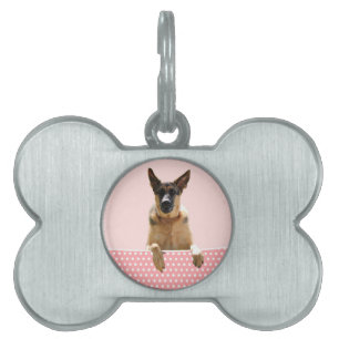 Tysk Shepherd Hund Rosa Polka dots Namnbricka Husdjur