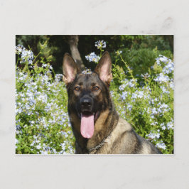 Tysk Shepherd Hund Vykort