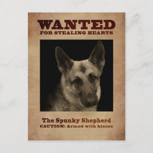 Tysk Shepherd Hund Vykort