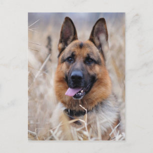 Tysk Shepherd Hund Vykort