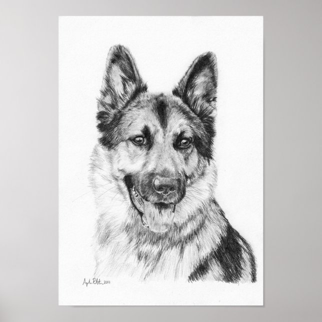 Tysk Shepherd in Graphite Print Poster (Framsidan)