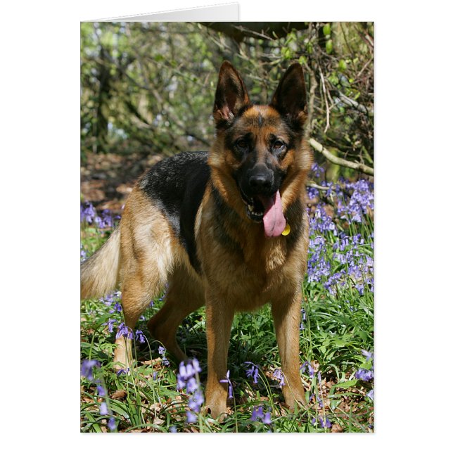 Tysk Shepherd Lay Down Hälsningskort (Framsidan)