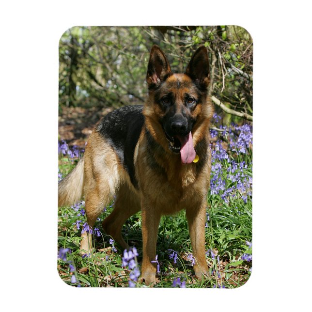 Tysk Shepherd Lay Down Magnet (Vertikal)