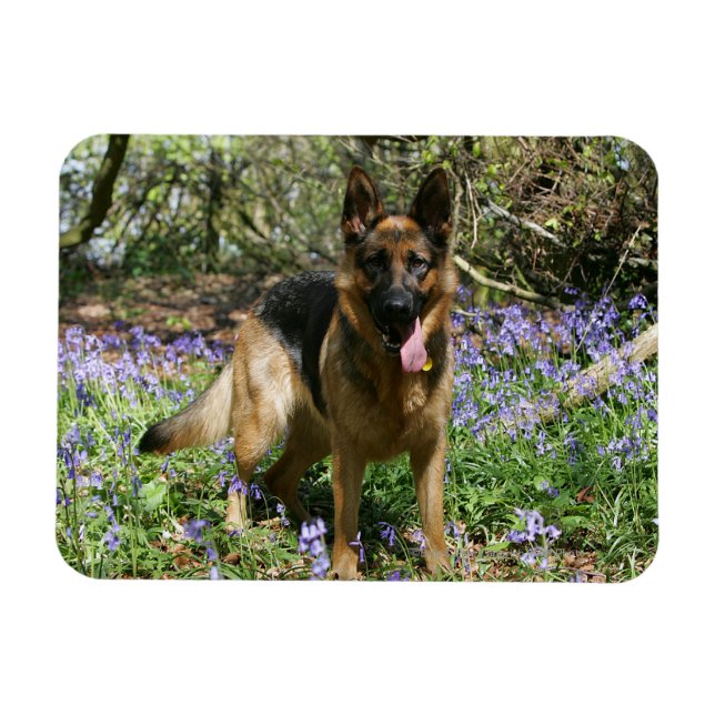 Tysk Shepherd Lay Down Magnet (Horisontell)