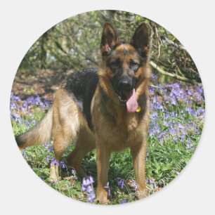 Tysk Shepherd Lay Down Runt Klistermärke