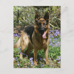 Tysk Shepherd Lay Down Vykort