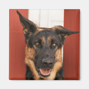 Tysk Shepherd magnet 2