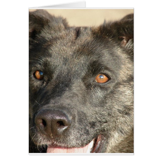 Tysk Shepherd Mix Hälsningskort (Framsidan)