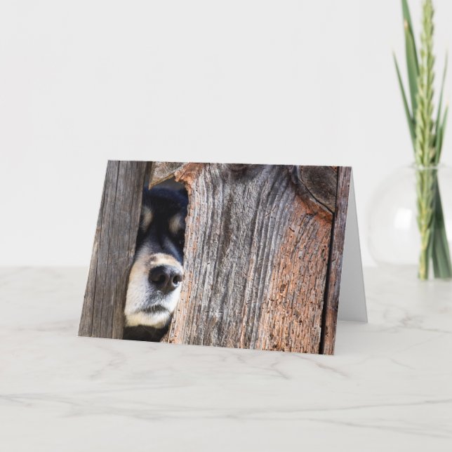 Tysk shepherd Nose Peeking through Fence Kort (Framsida)