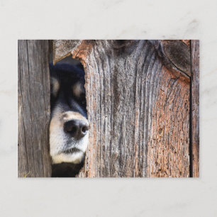 Tysk shepherd Nose Peeking through Fence Vykort