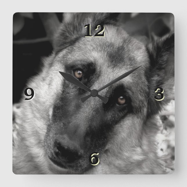 Tysk Shepherd Photo Wall Clock Fyrkantig Klocka (Framsida)