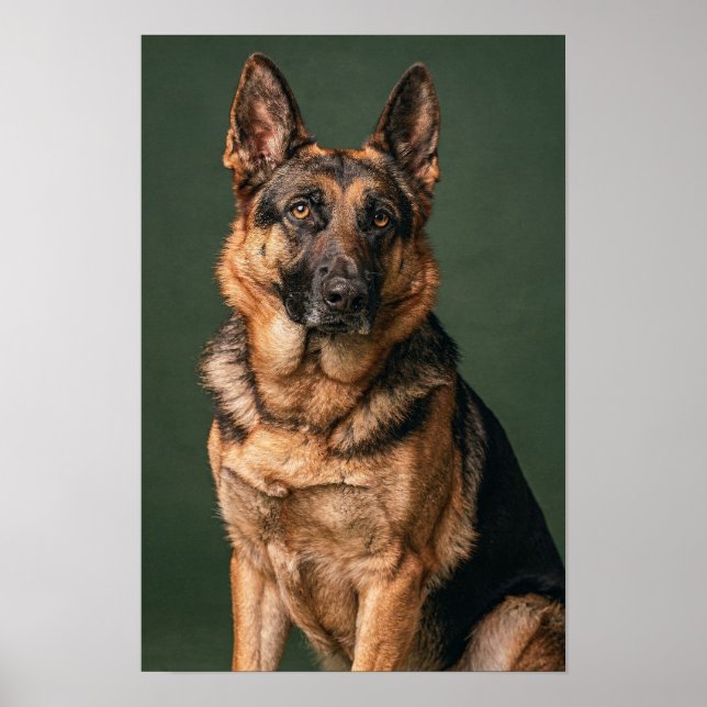 Tysk Shepherd Pinegrön Studioporträtt Poster (Framsidan)