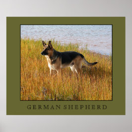 Tysk Shepherd Print Poster