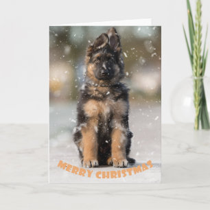 Tysk shepherd puppy at christmas. kort