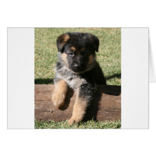 Tysk Shepherd Puppy "Big Max" Hälsningskort