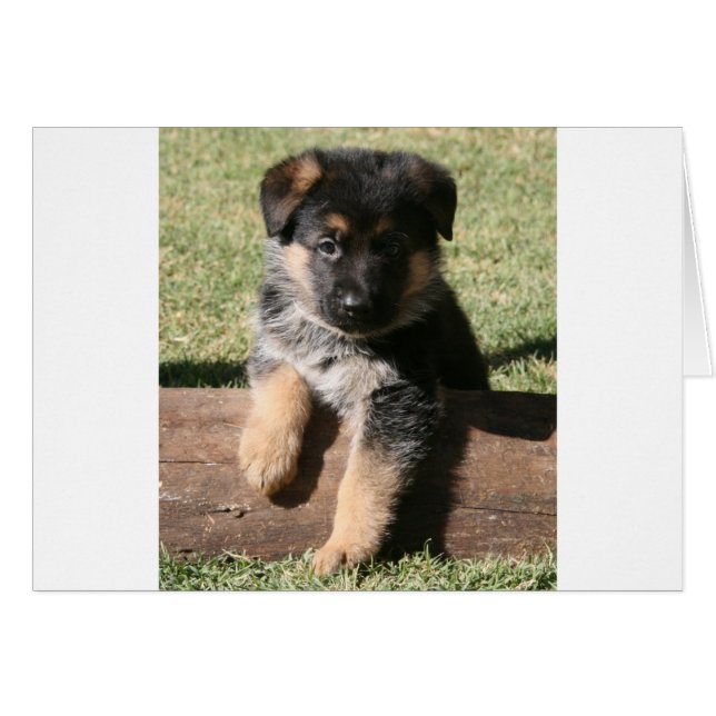 Tysk Shepherd Puppy "Big Max" Hälsningskort (Framsidan Horizontal)