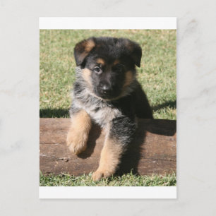 Tysk Shepherd Puppy "Big Max" Vykort