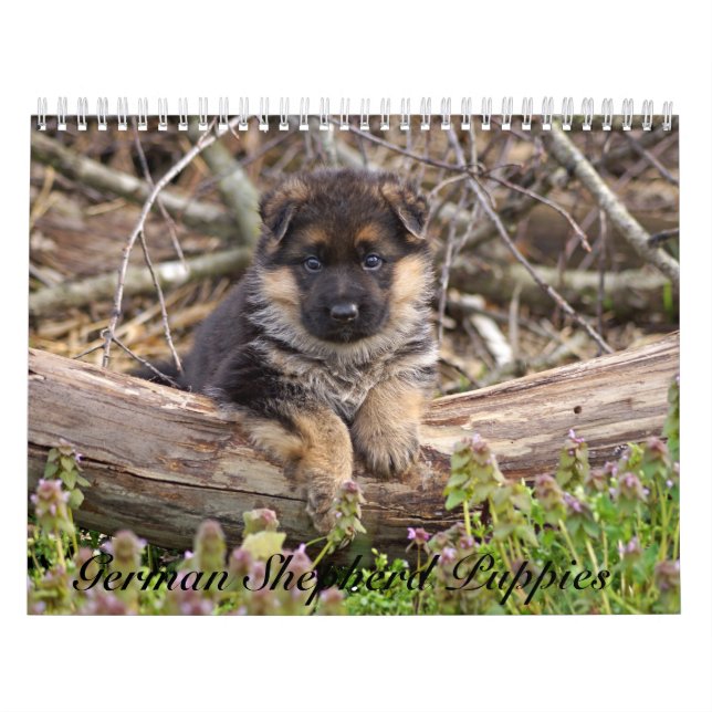 Tysk Shepherd Puppy Calendar 2016 Kalender (Omslag)